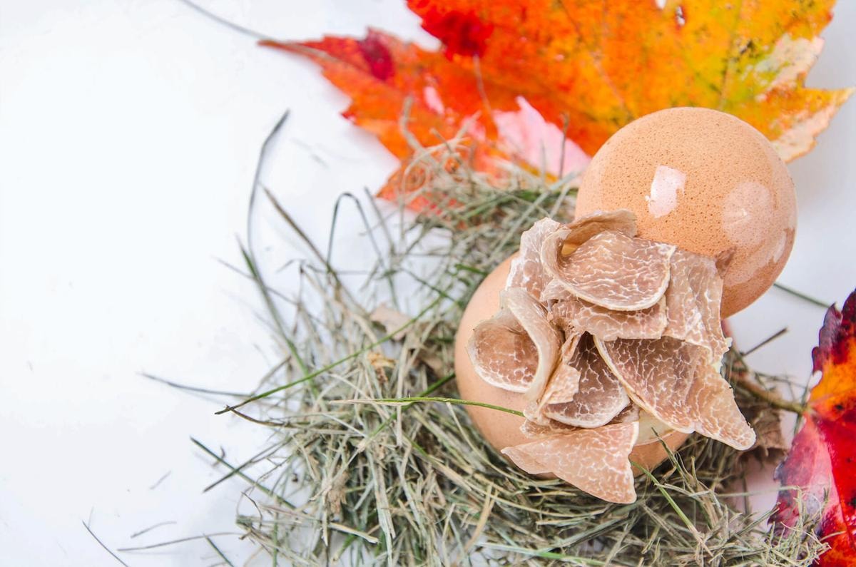 10 ristoranti  dove andare a caccia del diamante delle Langhe per la fiera del tartufo bianco d’Alba