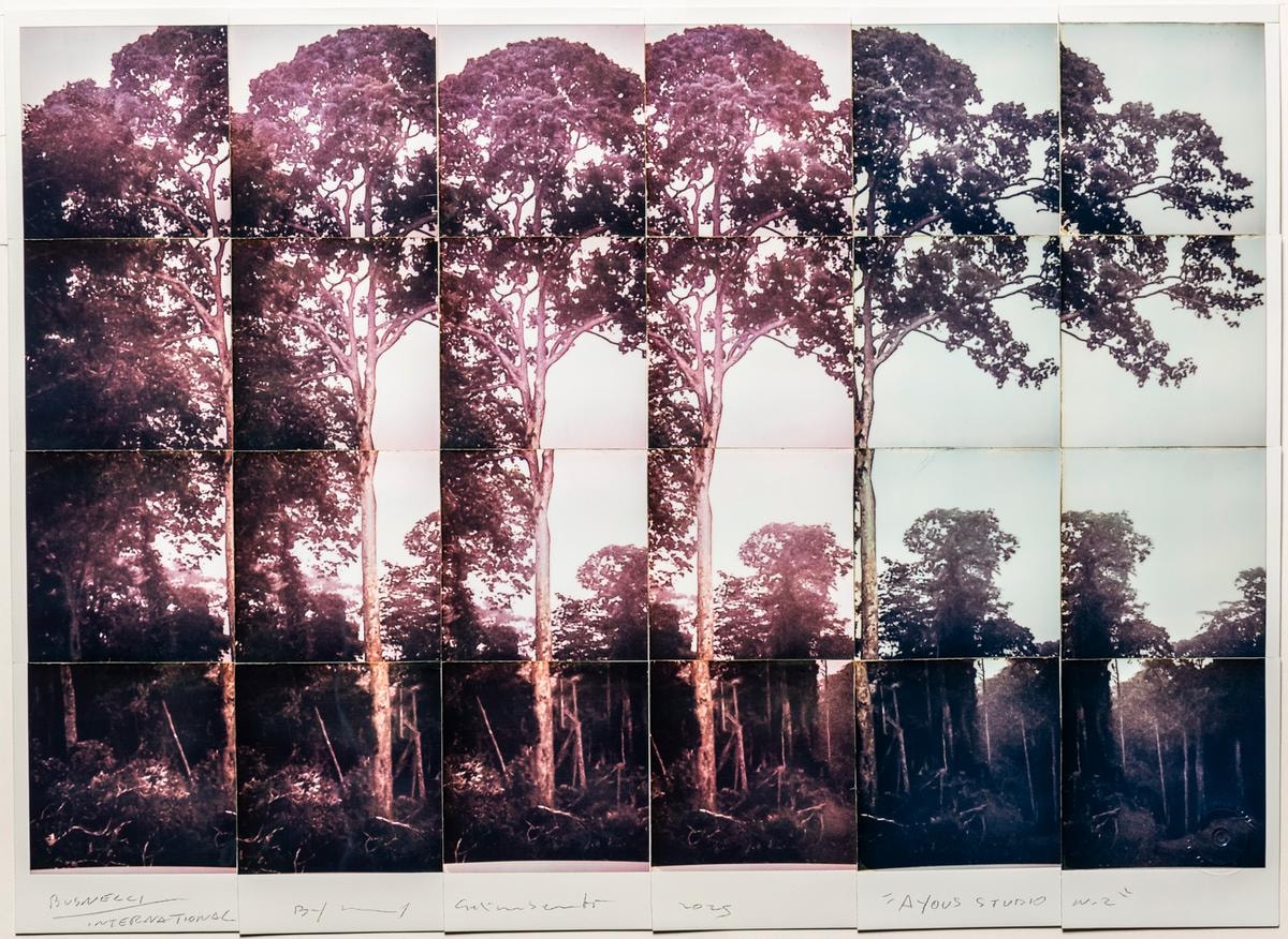 Il legno come arte contemporanea: l’occhio di Maurizio Galimberti racconta la materia di Busnelli