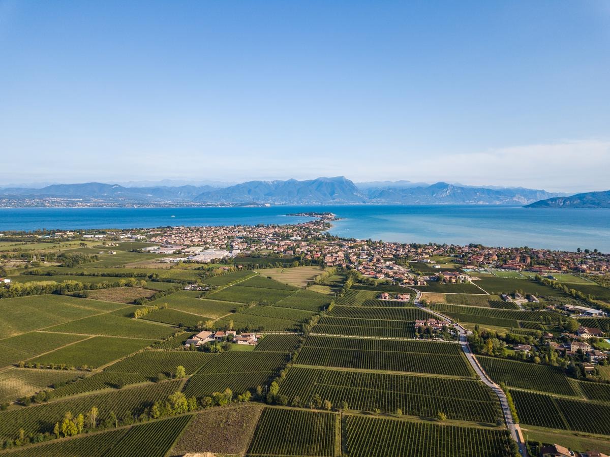 Perché il Lugana non è solo un vino da aperitivo. Ecco le cantine da scoprire subito