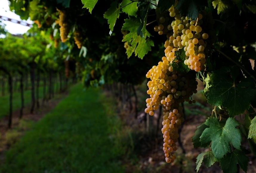 Perché il Lugana non è solo un vino da aperitivo. Ecco le cantine da scoprire subito