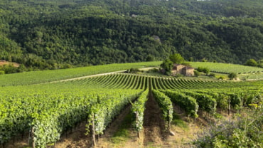 I vigneti di Castello Pomino