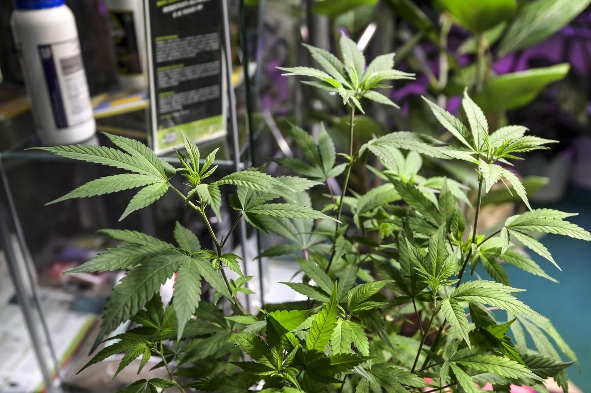 Usa, Trump pronto a firmare un ordine esecutivo per riclassificare la marijuana. Le azioni legate alla cannabis volano