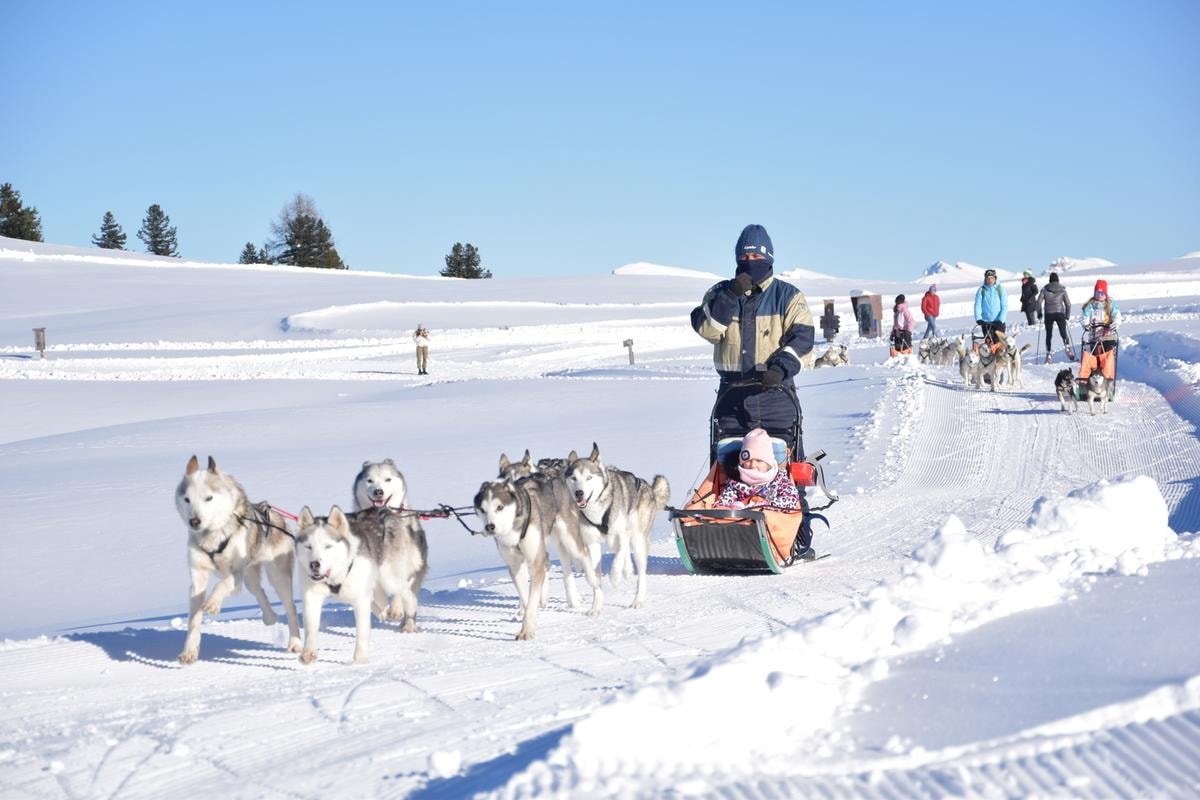 Slitta trainata da cani: diventare “musher” a San Vigilio di Marebbe