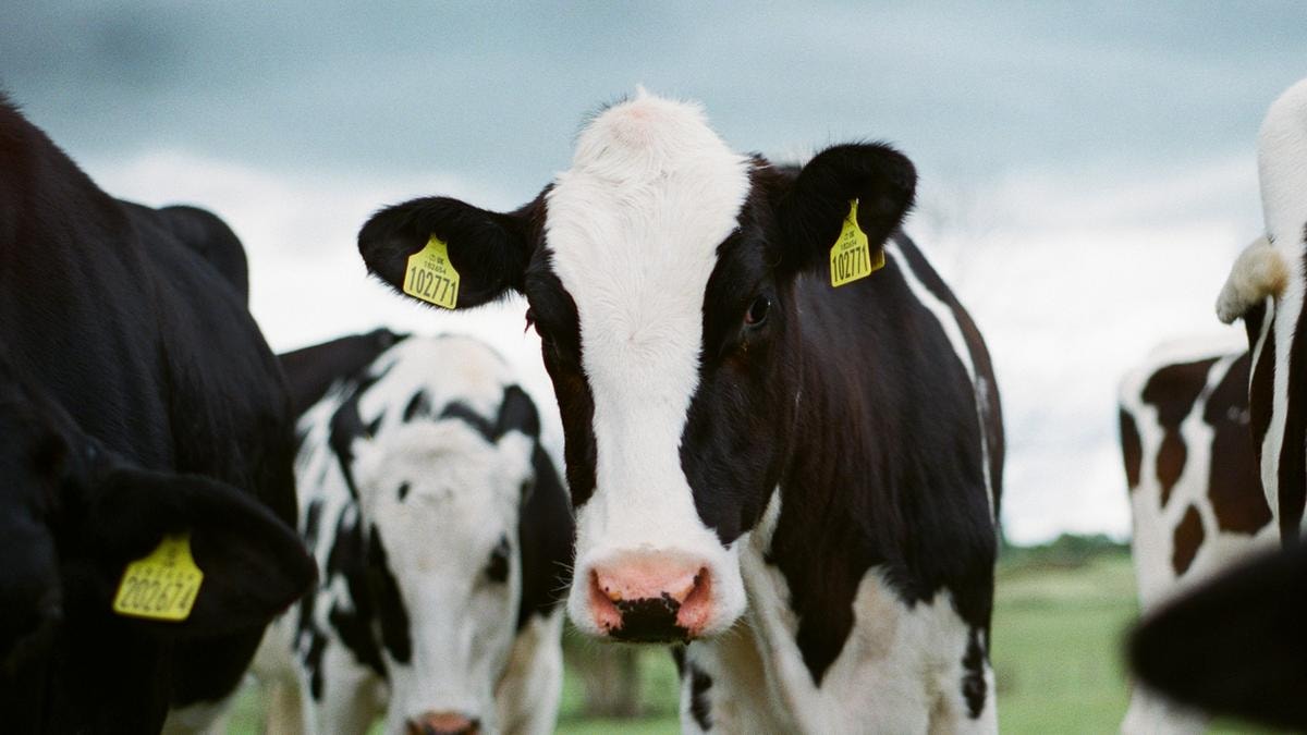 Cina, nuova stretta sulla carne bovina: per Usa, Brasile, Argentina e Australia quote all’import e dazi aggiuntivi del 55%
