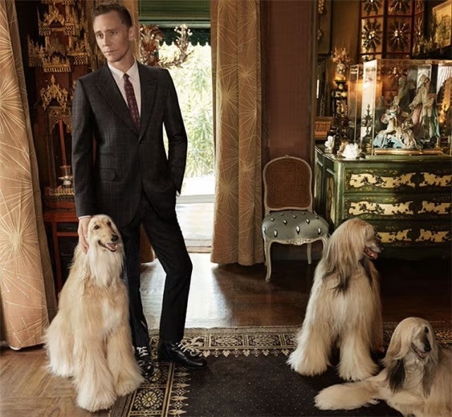 Tom Hiddleston posa per una pubblicità di Gucci Cruise 2017.