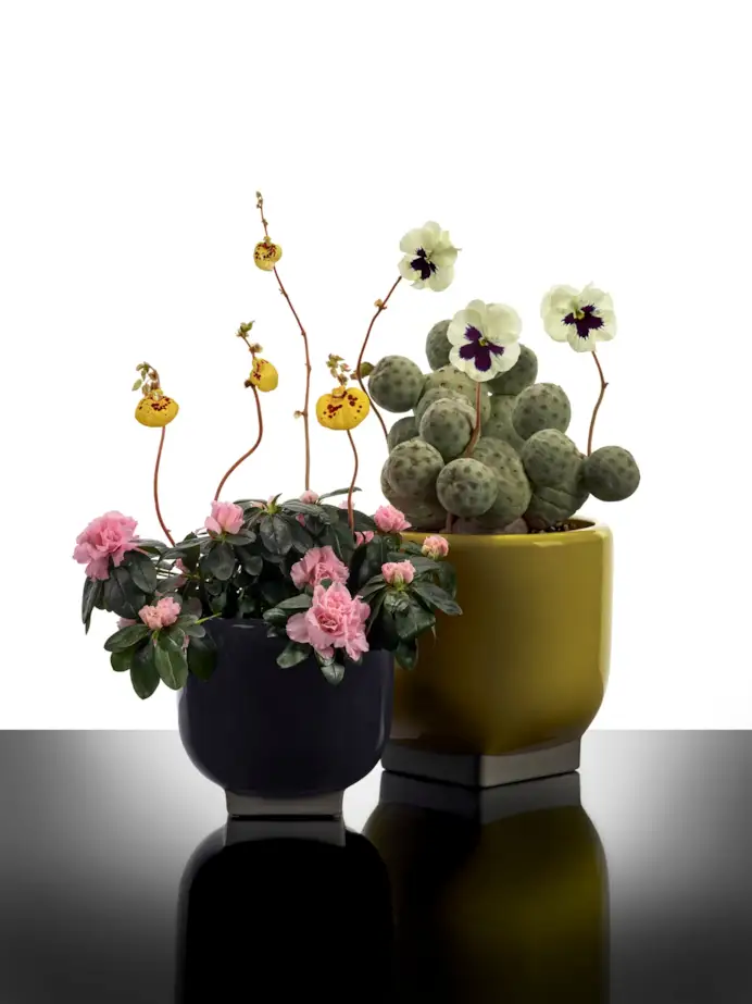 La collezione Rosamar di Kris Van Assche per Serax (courtesy Serax)