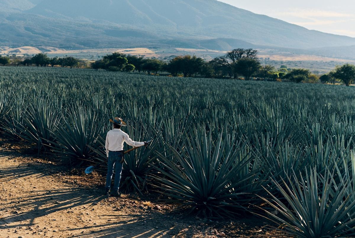 Un campo di agave blue Weber a Casa Cuervo.