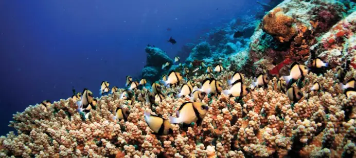 Maldive, lusso green nell’Oceano Indiano: dentro i resort Atmosphere Core