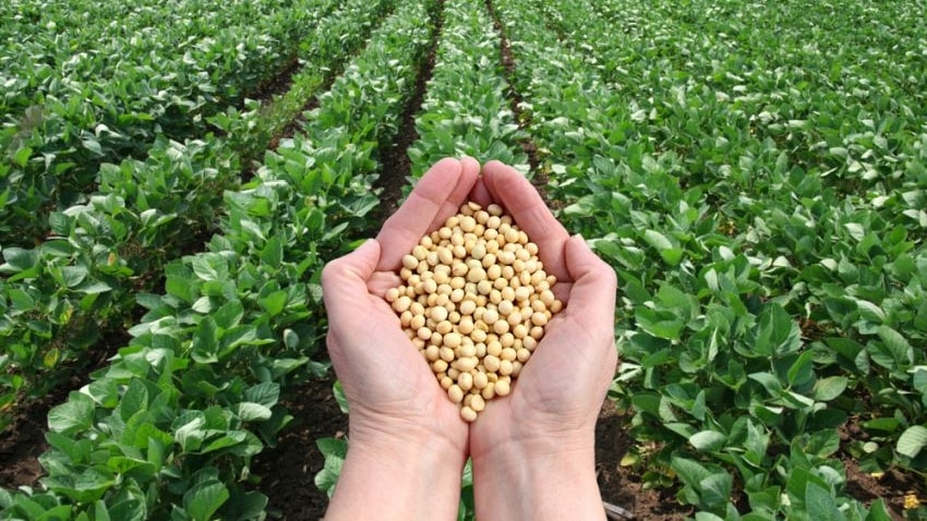Trump e Xi riaprono il commercio agricolo: Cina pronta a maxi acquisti di soia e mais Usa