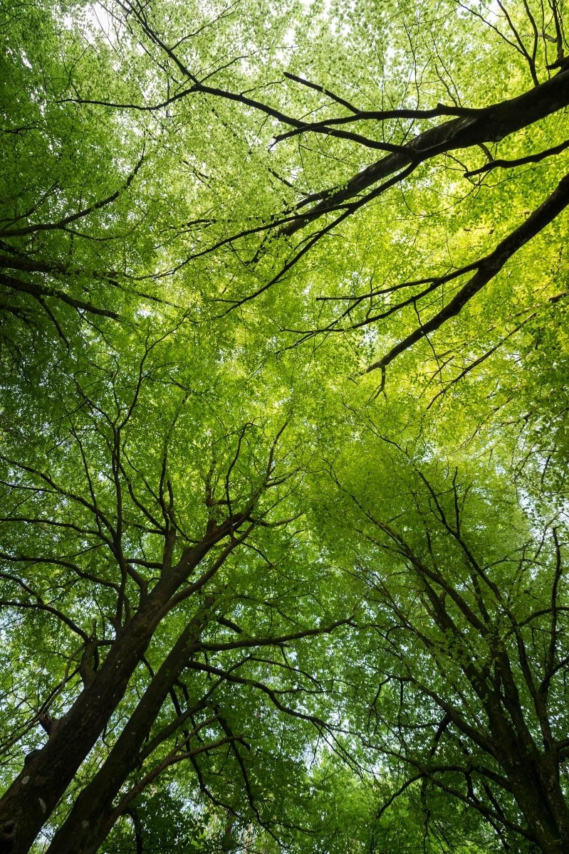 La foresta di La Gacilly, in Bretagna (courtesy Yves Rocher)