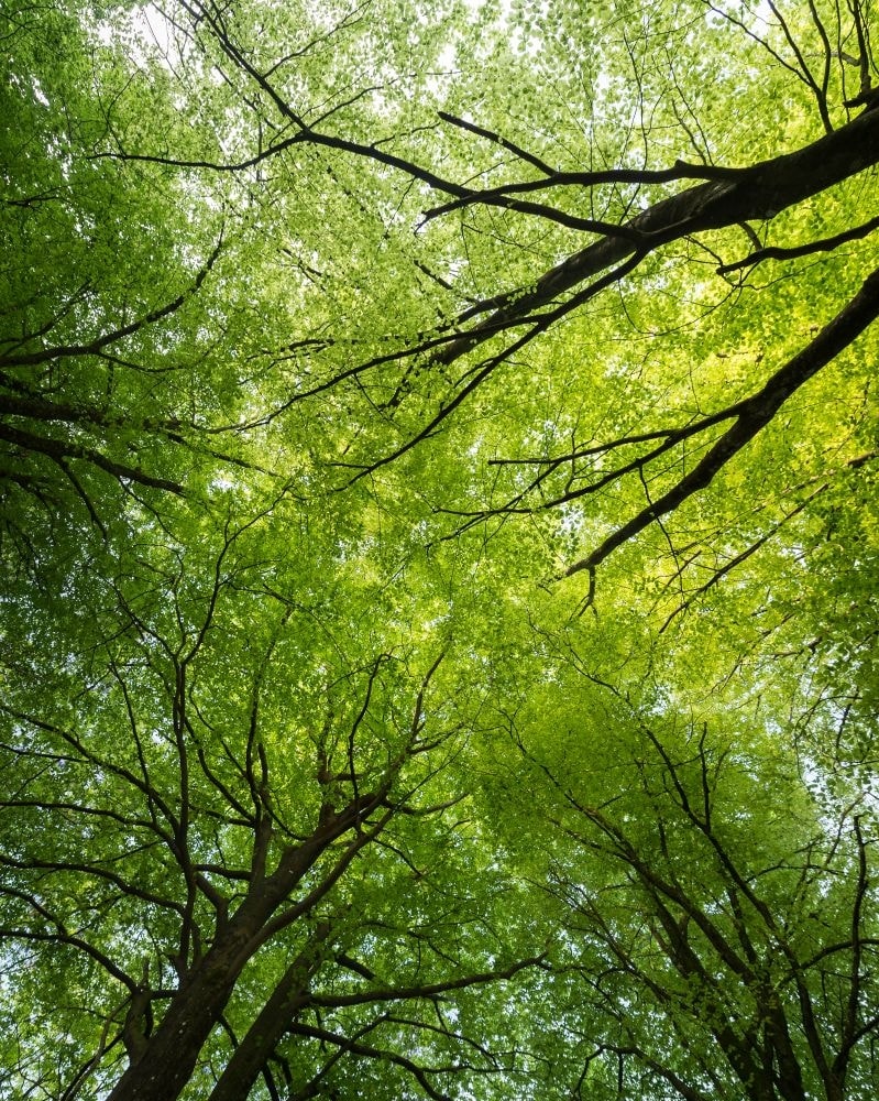 La foresta di La Gacilly, in Bretagna (courtesy Yves Rocher)