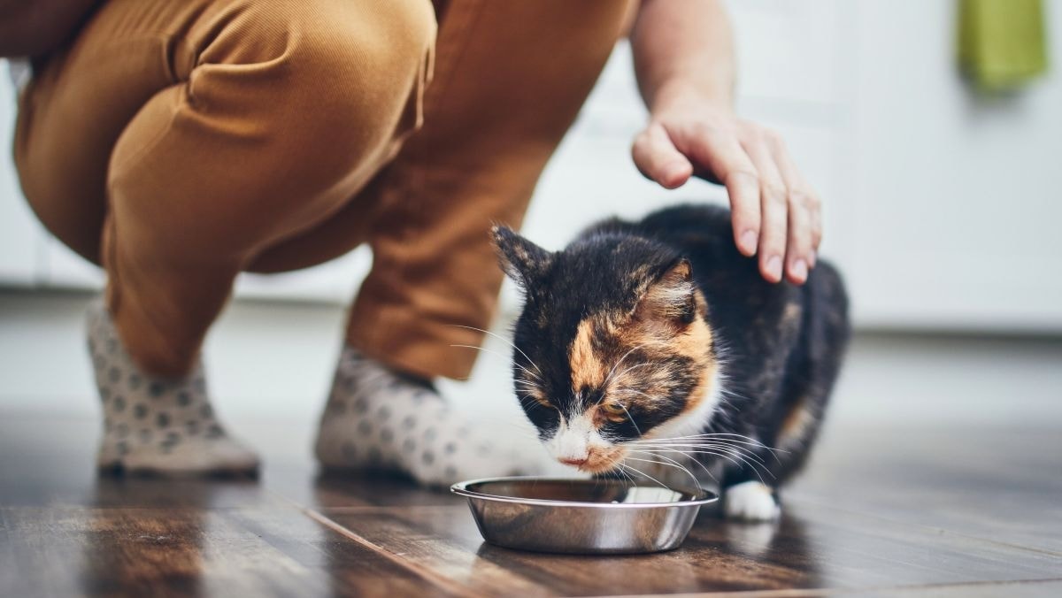 Petfood, mercato globale in forte crescita: 200 miliardi di dollari entro il 2034. I 10 trend del futuro