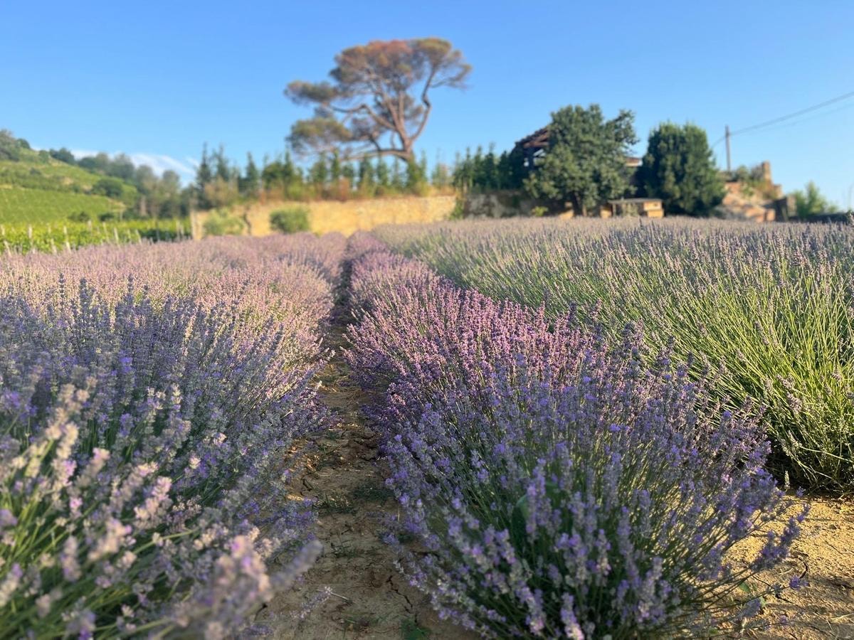 Nelle Langhe c’è un relais circondato da campi di lavanda che sembrano la Provenza