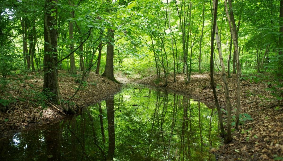 I migliori fondi ed Etf green che sfidano i mercati e rendono il 17%